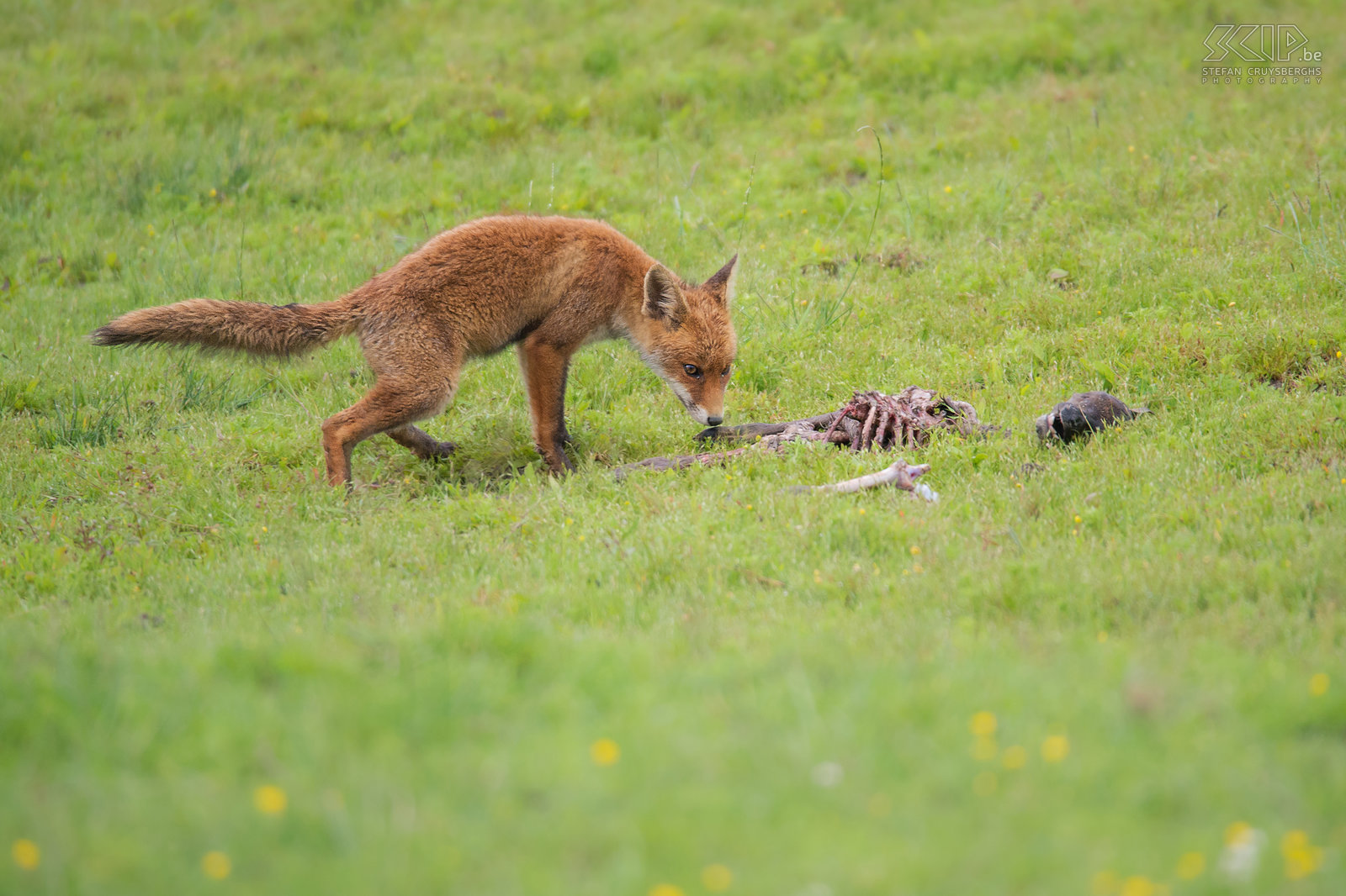 Oostvaardersplassen - Juvenile fox at carcass The Oostvaardersplassen in Flevoland is the largest national park in the Netherlands. 25 years ago they introduced some deer, Heck cattle and Konik horses and this park is a very good example of rewilding. During our safari we encountered a cute juvenile fox (Vulpes vulpes) that come to took a look at an old carcass of a deer. Stefan Cruysberghs